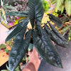 Alocasia 'Scalprum’