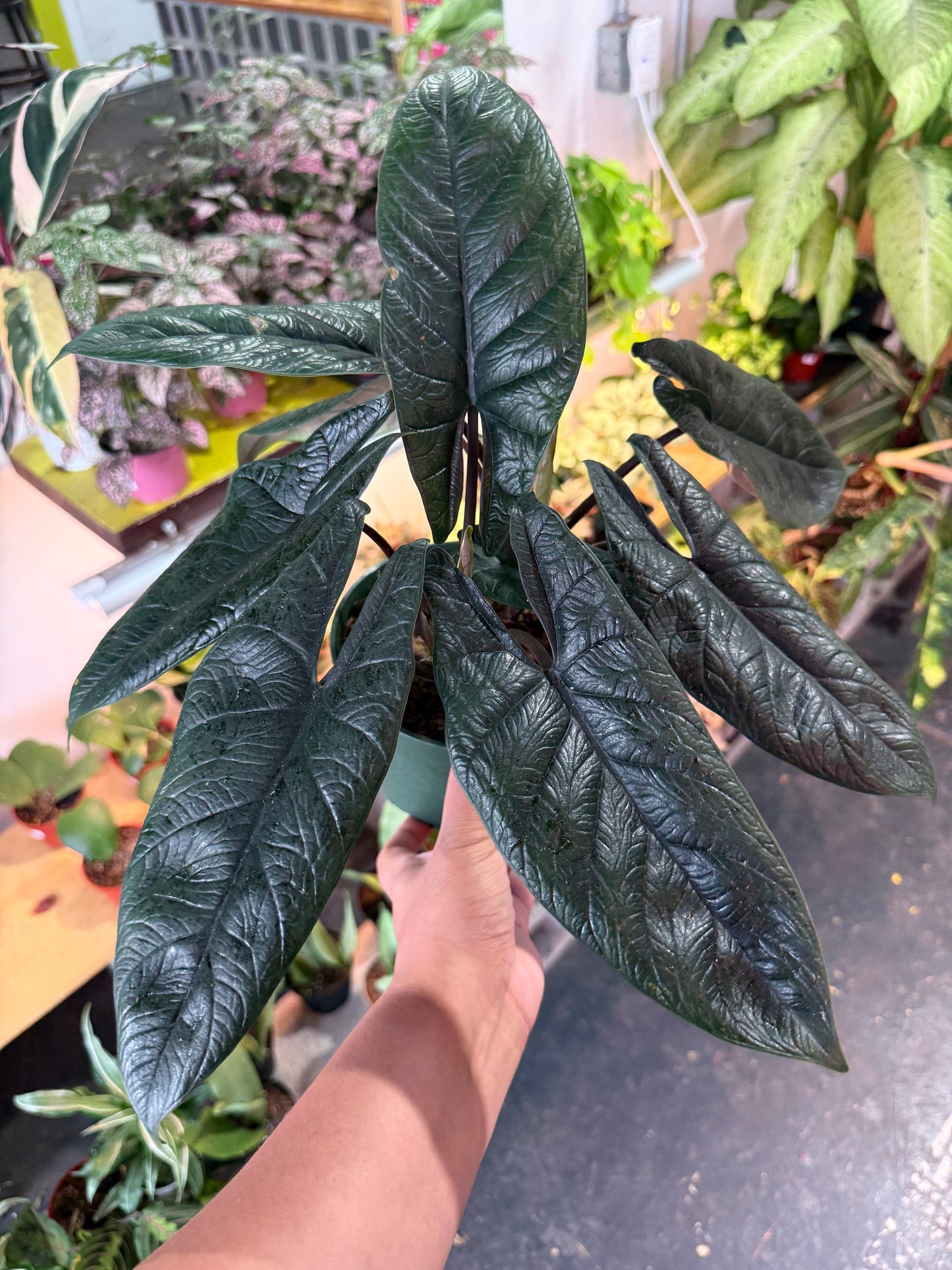 Alocasia 'Scalprum’