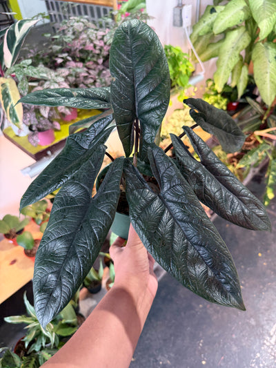 Alocasia 'Scalprum’