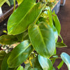 Philodendron Emerald Green