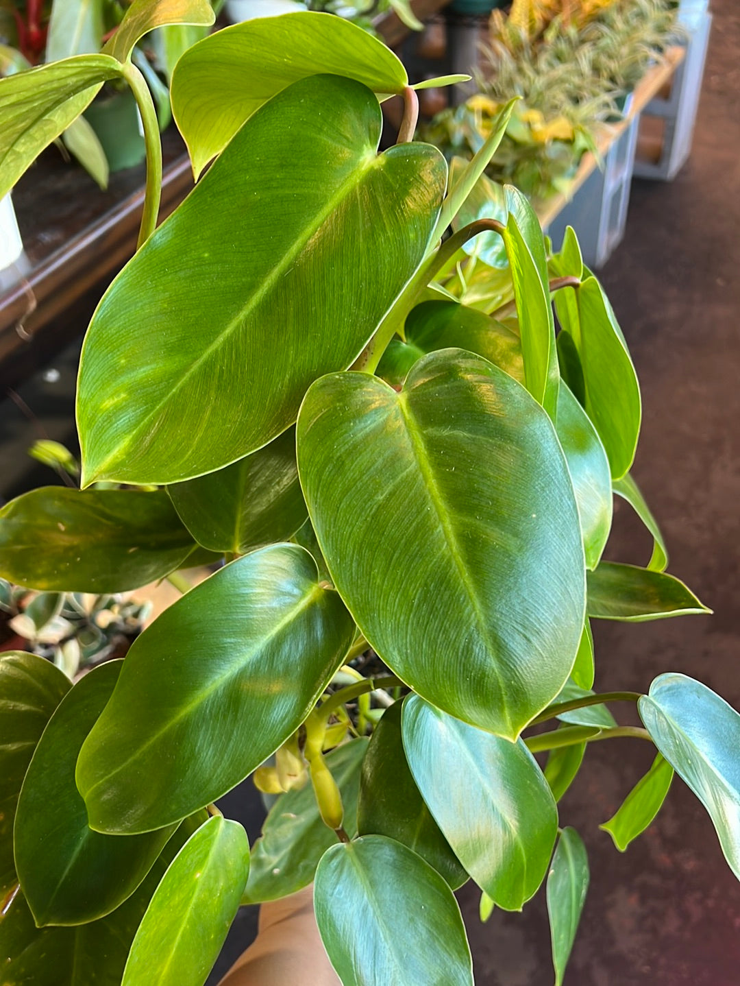 Philodendron Emerald Green