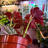 Begonia ‘Rex’