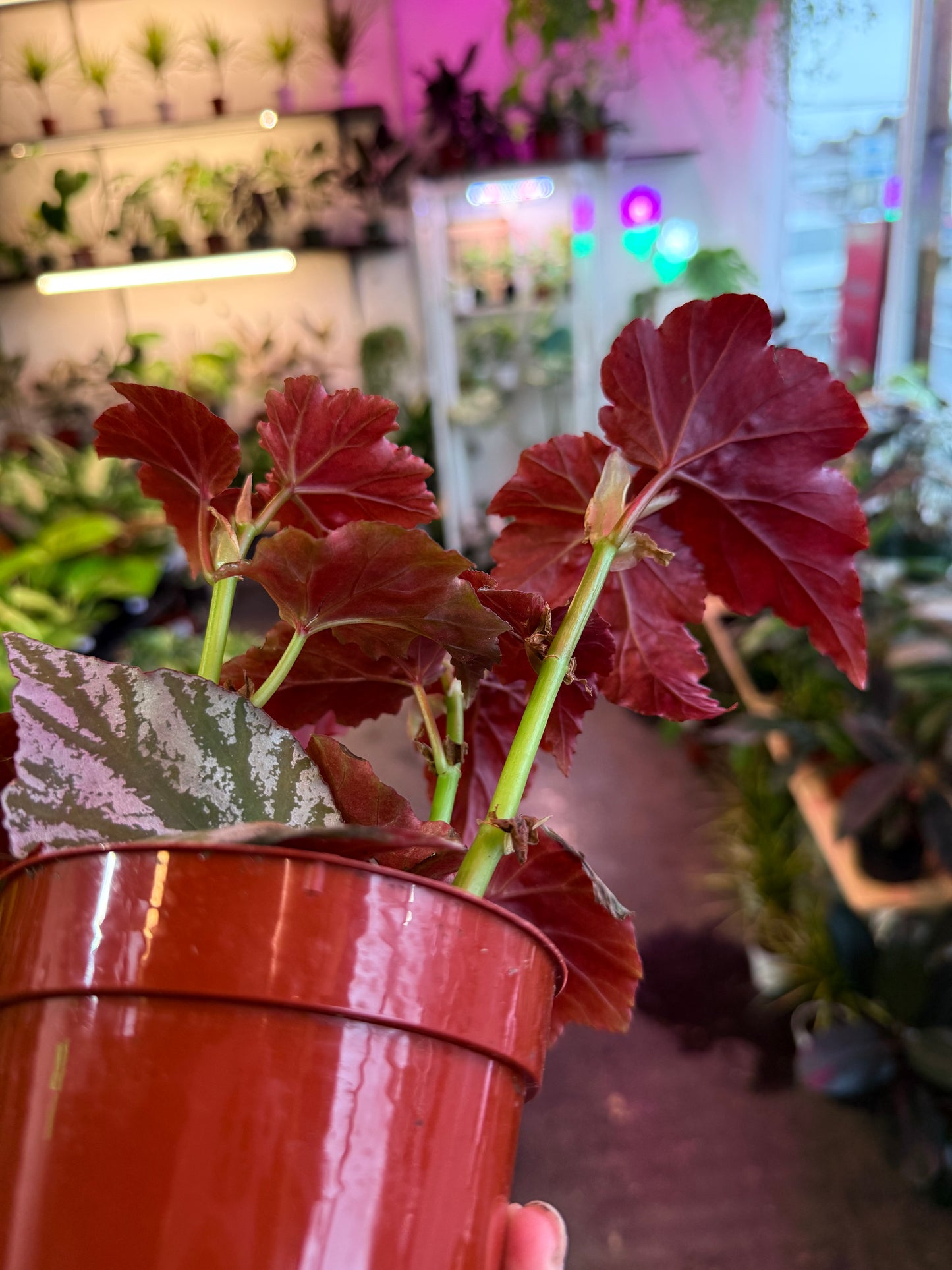 Begonia ‘Rex’