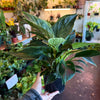 Philodendron ‘Birkin'