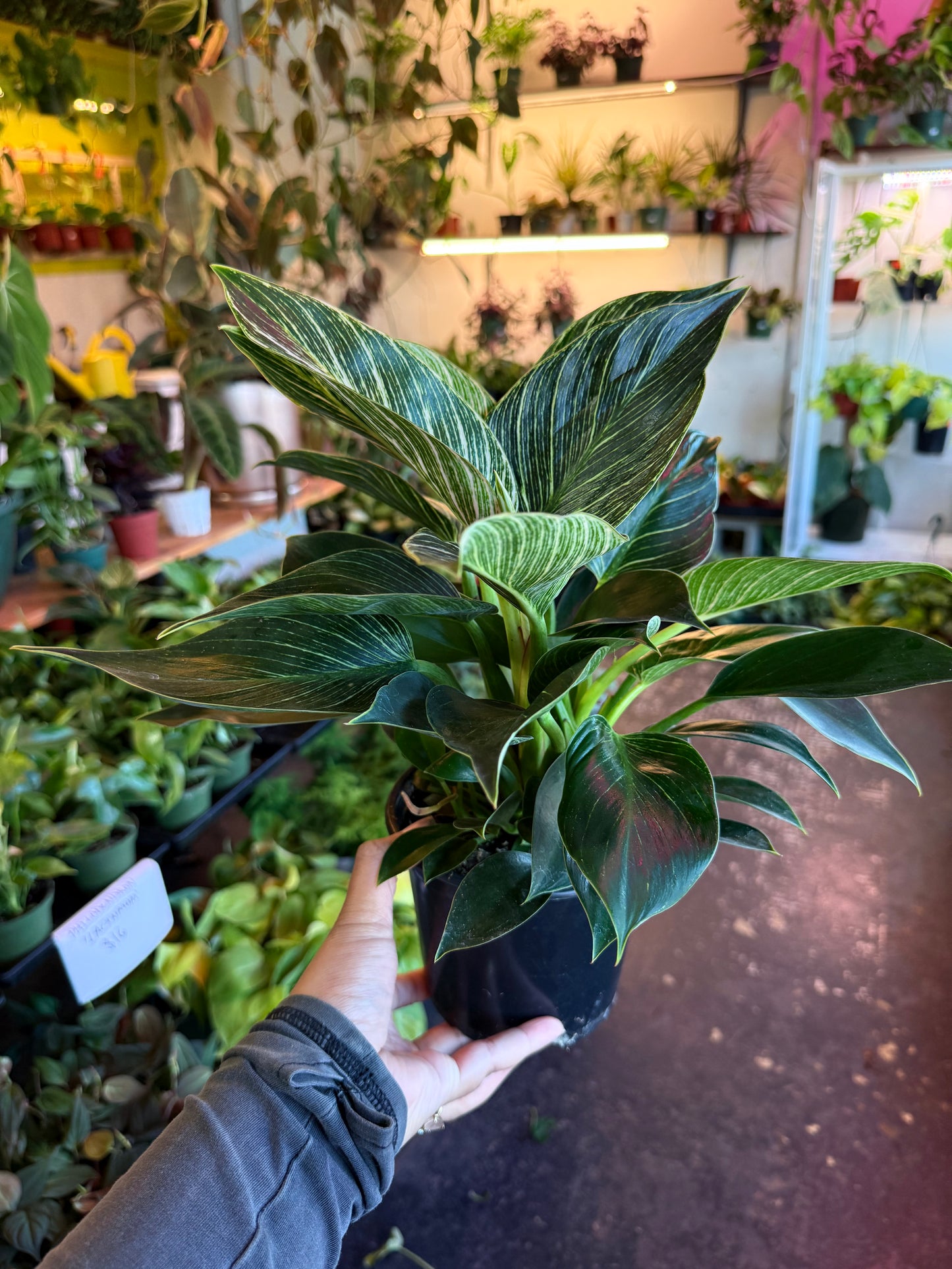 Philodendron ‘Birkin'