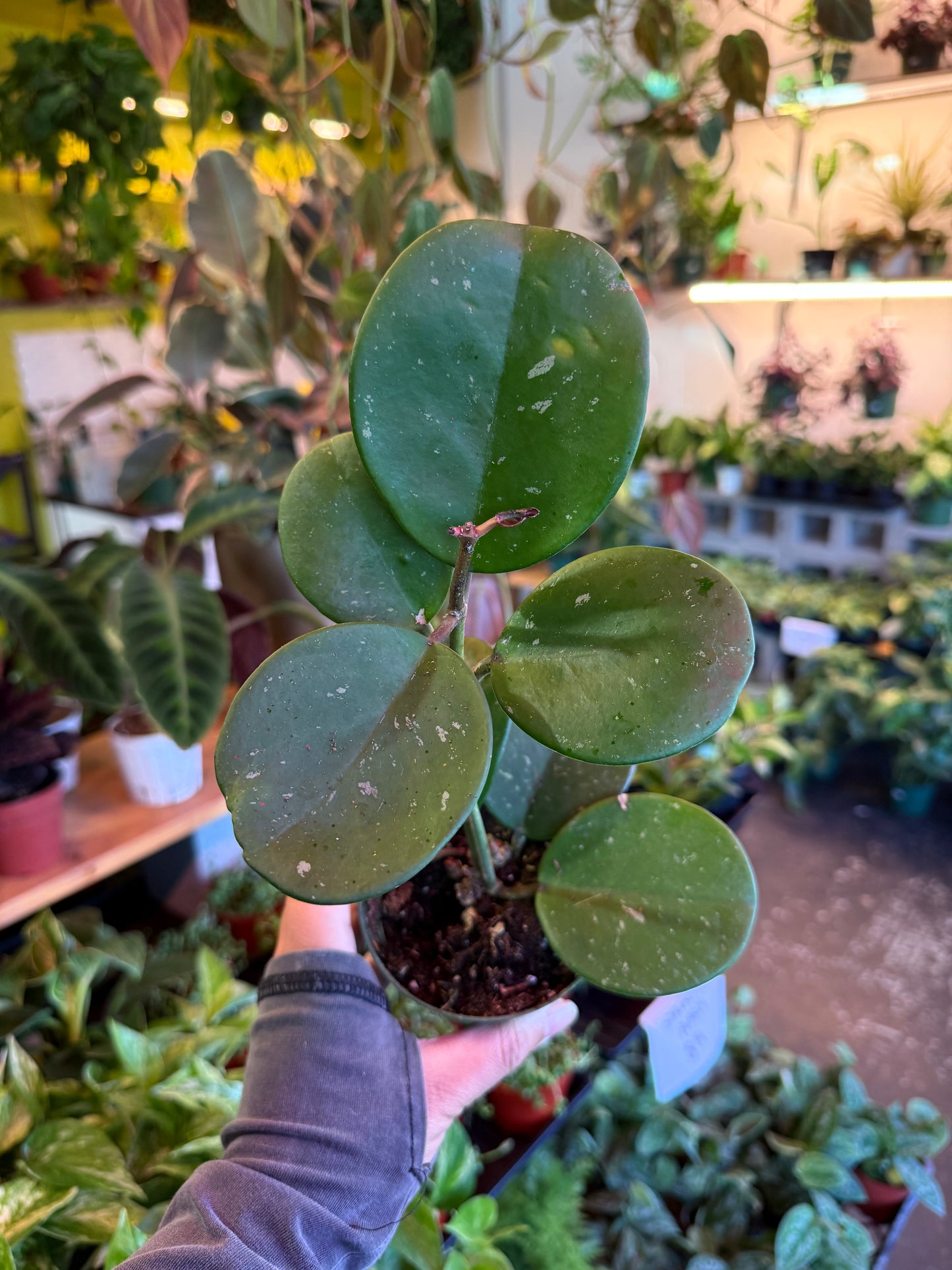 Hoya Obovata