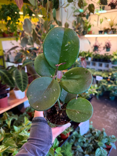 Hoya Obovata