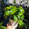 Dracaena Tornado