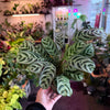 Ctenanthe 'Burl Marxii'