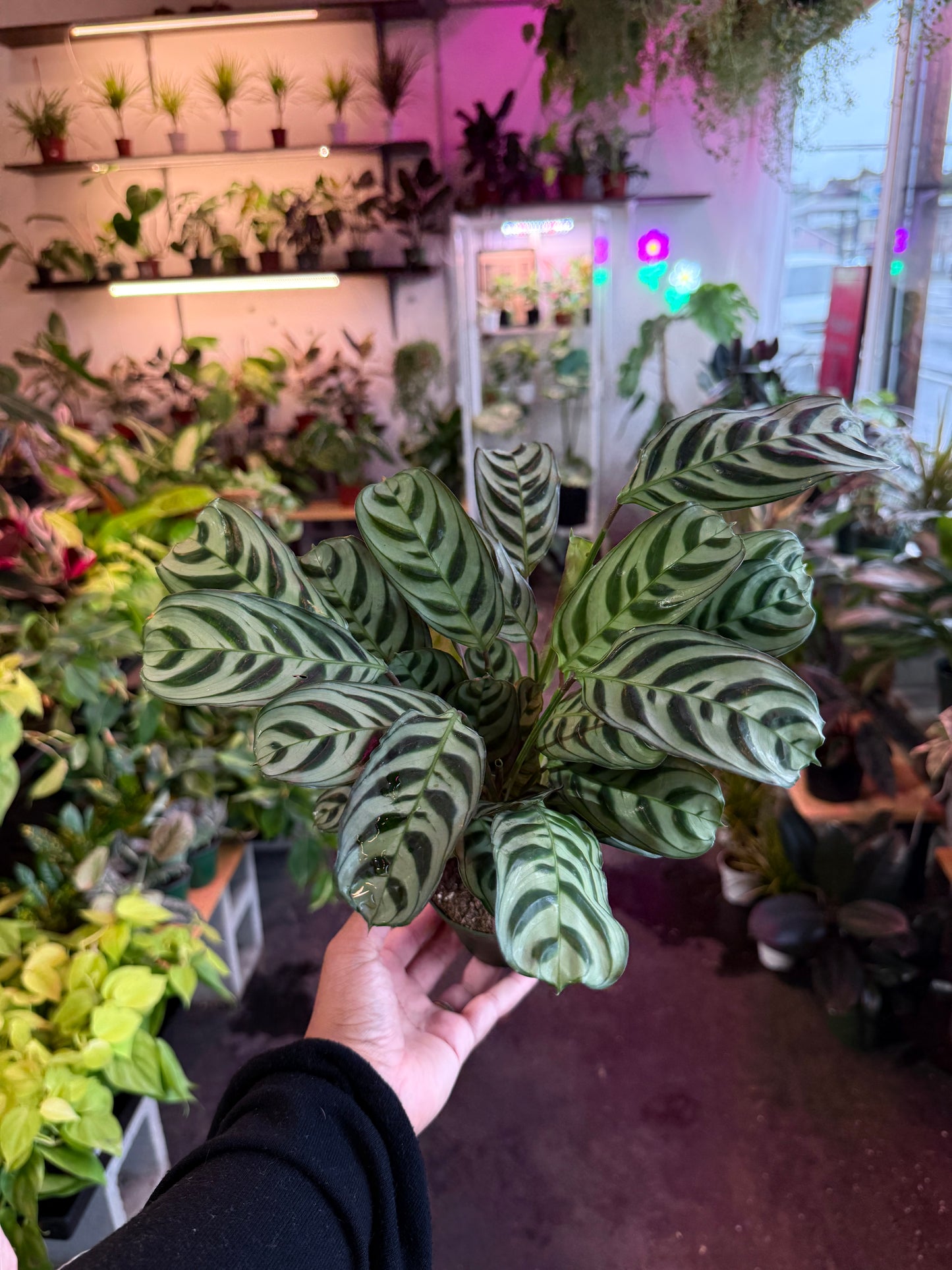 Ctenanthe 'Burl Marxii'