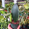 Sansevieria ‘Whitney’