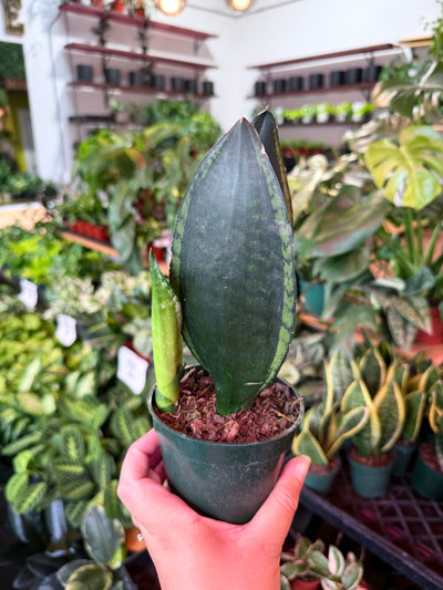 Sansevieria ‘Whitney’
