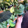 Pothos Jade Satin Variegated