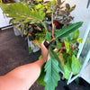 Philodendron ‘Choco Empress’