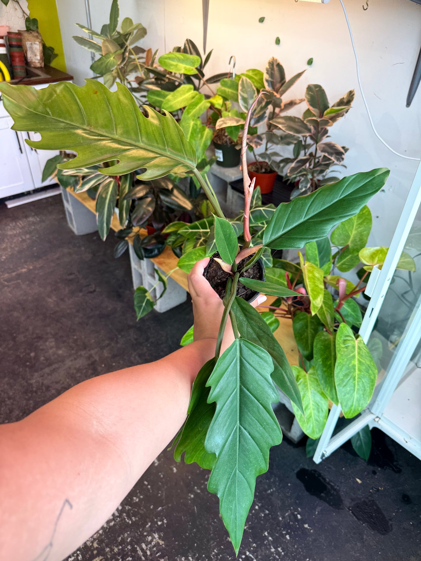 Philodendron ‘Choco Empress’