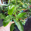 Philodendron Emerald Green