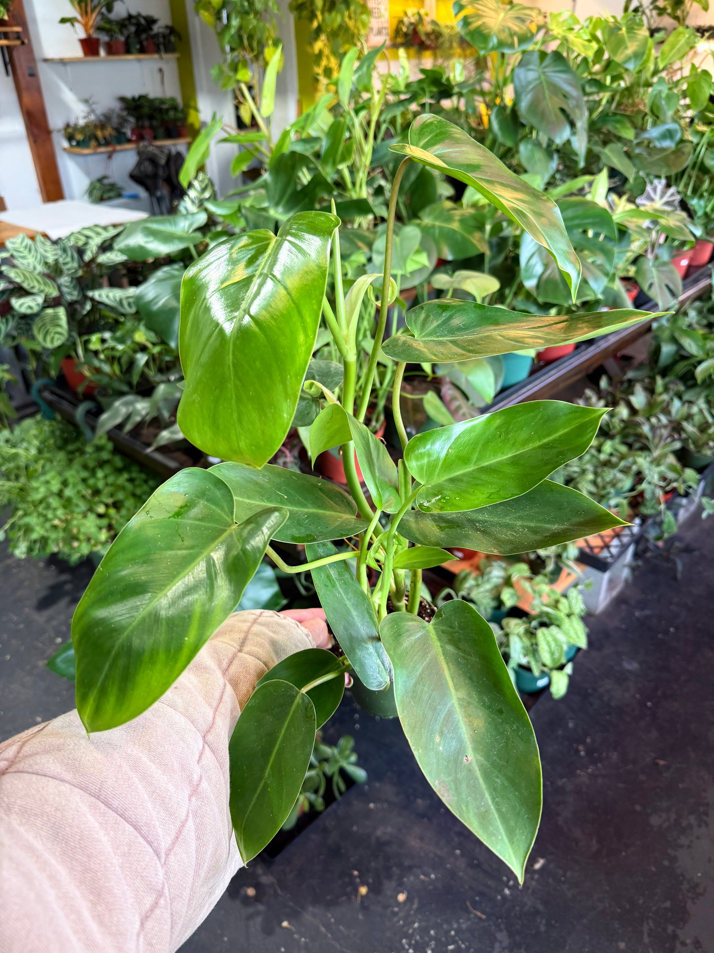 Philodendron Emerald Green