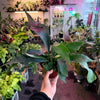 Staghorn Fern
