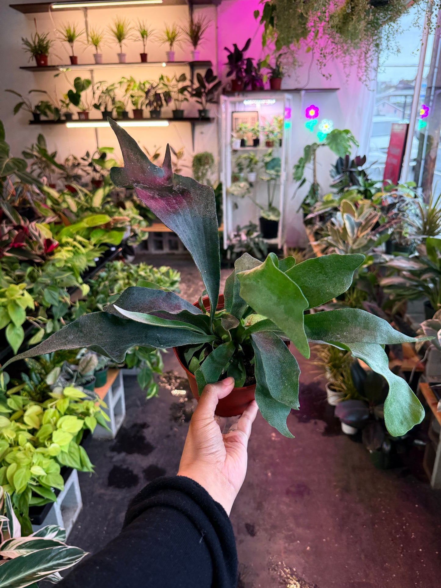 Staghorn Fern