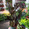 ZZ Zamioculcas ‘Black Raven’