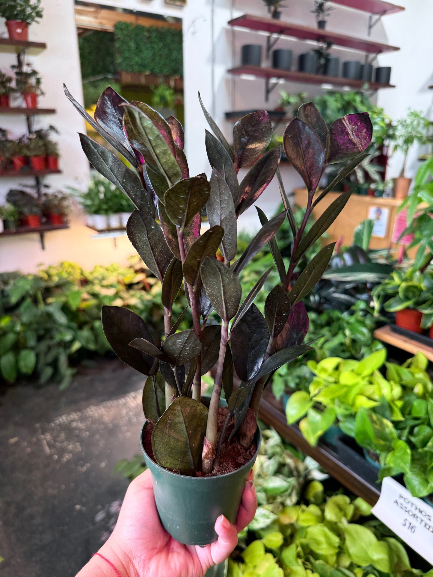 ZZ Zamioculcas ‘Black Raven’