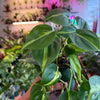 Philodendron 'Brazil'