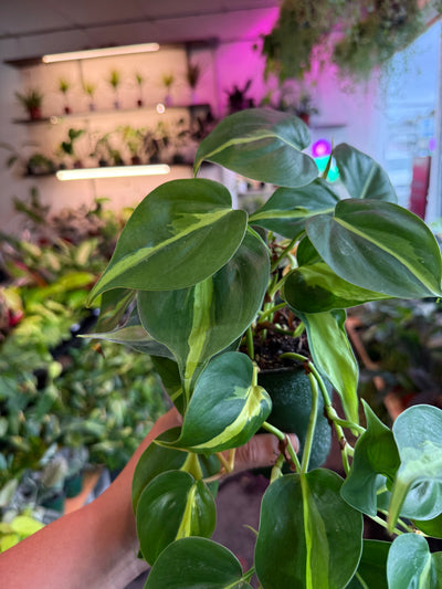 Philodendron 'Brazil'
