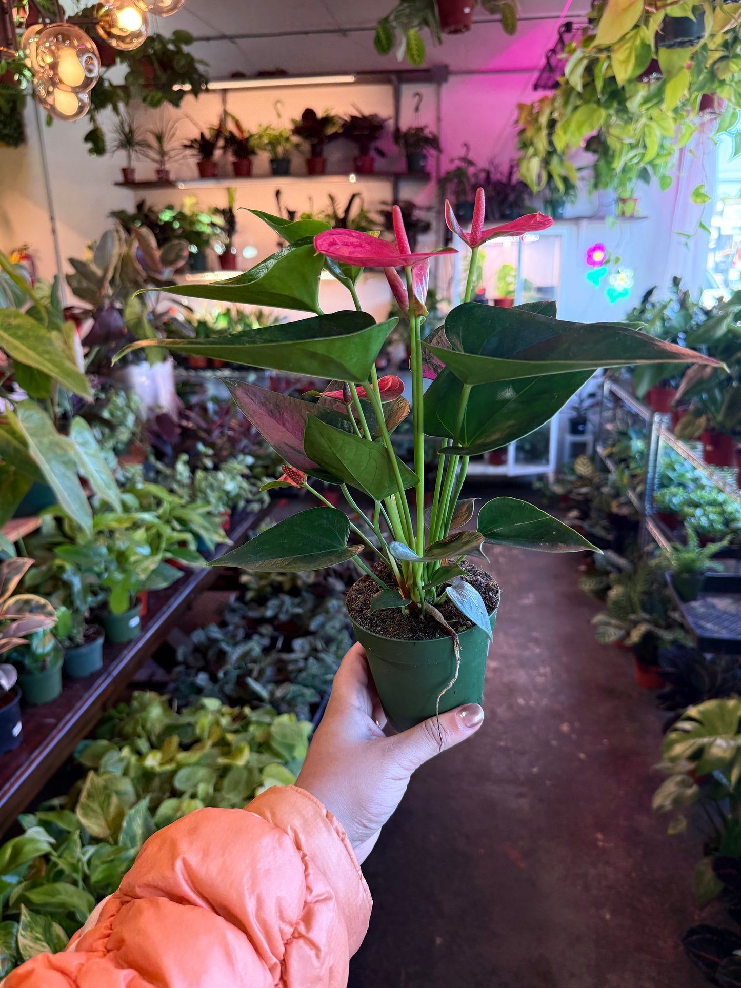 Anthurium ‘Sweet Dream’