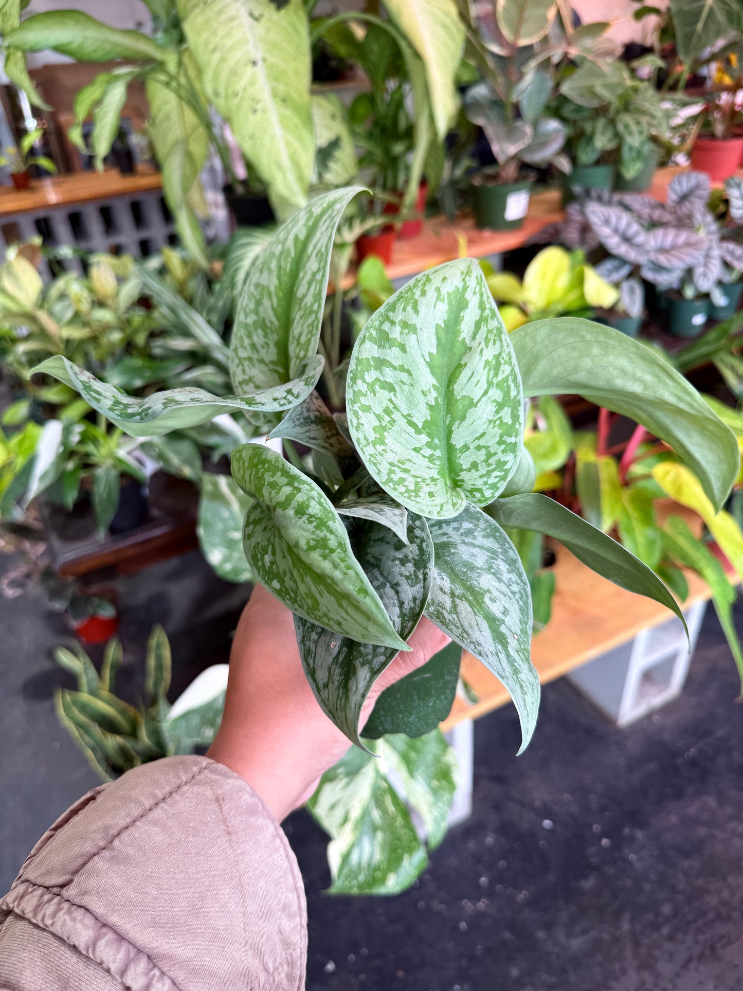 Scindapsus Pictus 'Exotica'