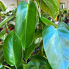 Philodendron Emerald Green