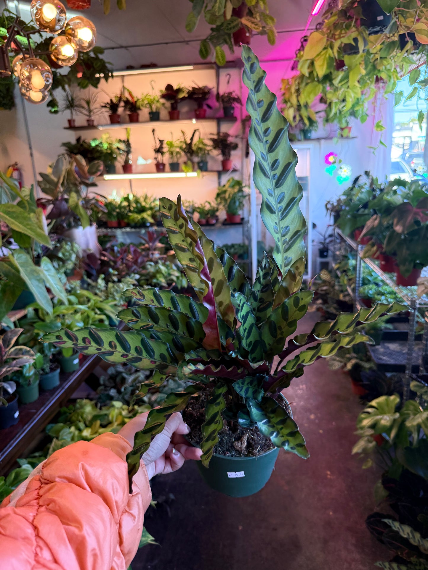 Calathea Lancifolia 'Rattlesnake'