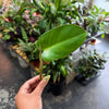 Philodendron Cuttings Bundle (Emerald Red, Emerald Green, & Horse Head)