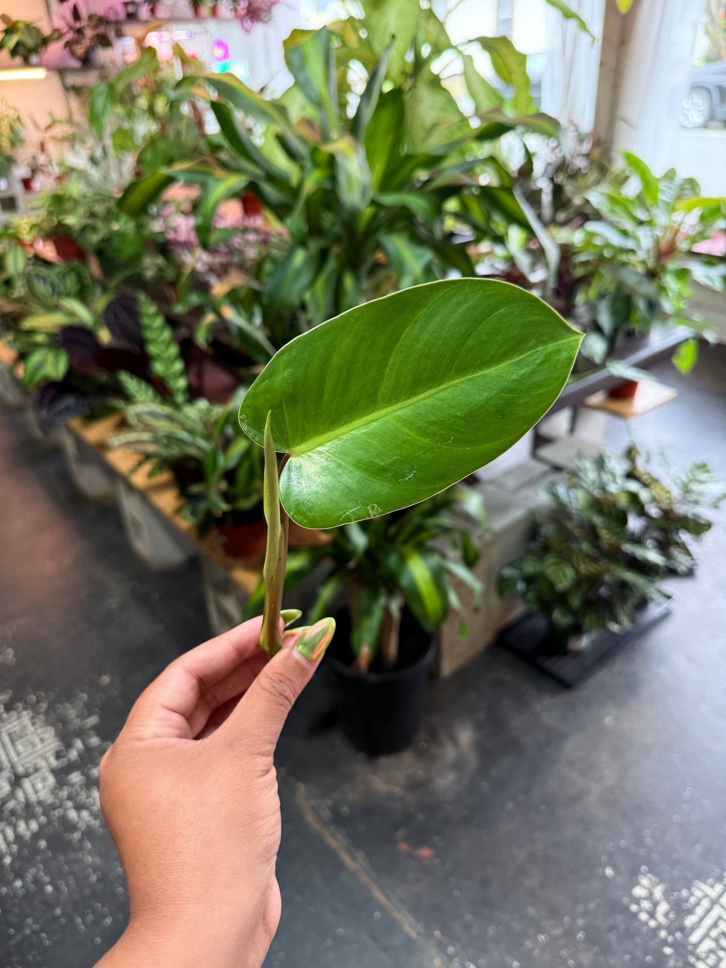 Philodendron Cuttings Bundle (Emerald Red, Emerald Green, & Horse Head)