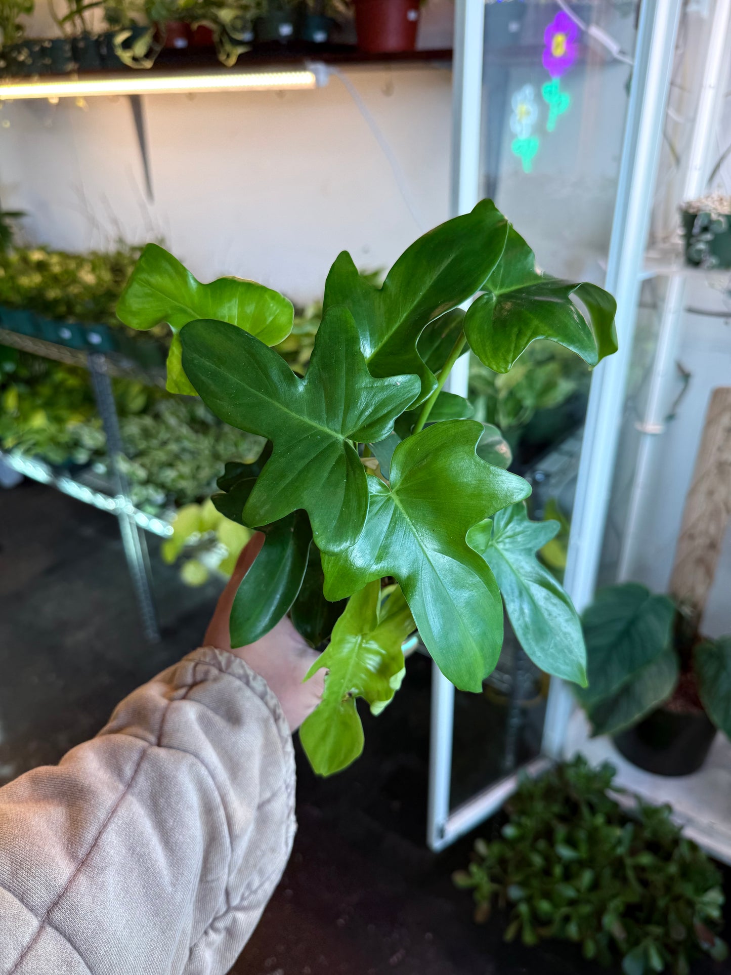 Philodendron 'Pedatum'