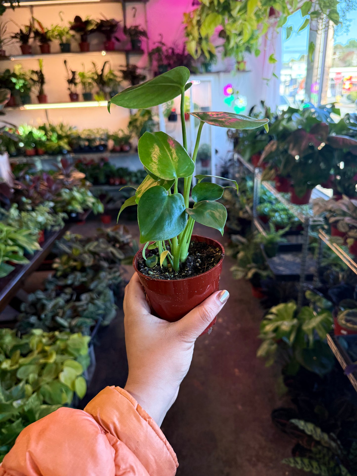 Philodendron Monstera Split-Leaf