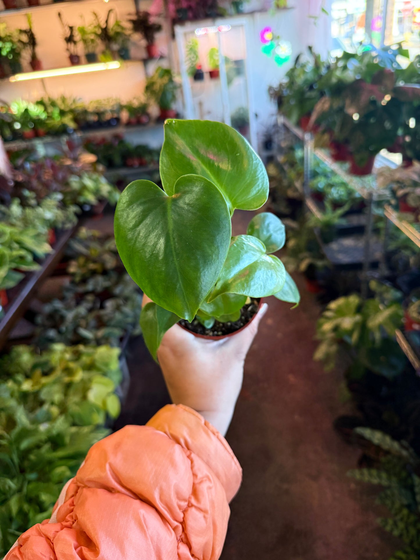 Philodendron Monstera Split-Leaf