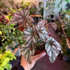 Begonia ‘Rex’