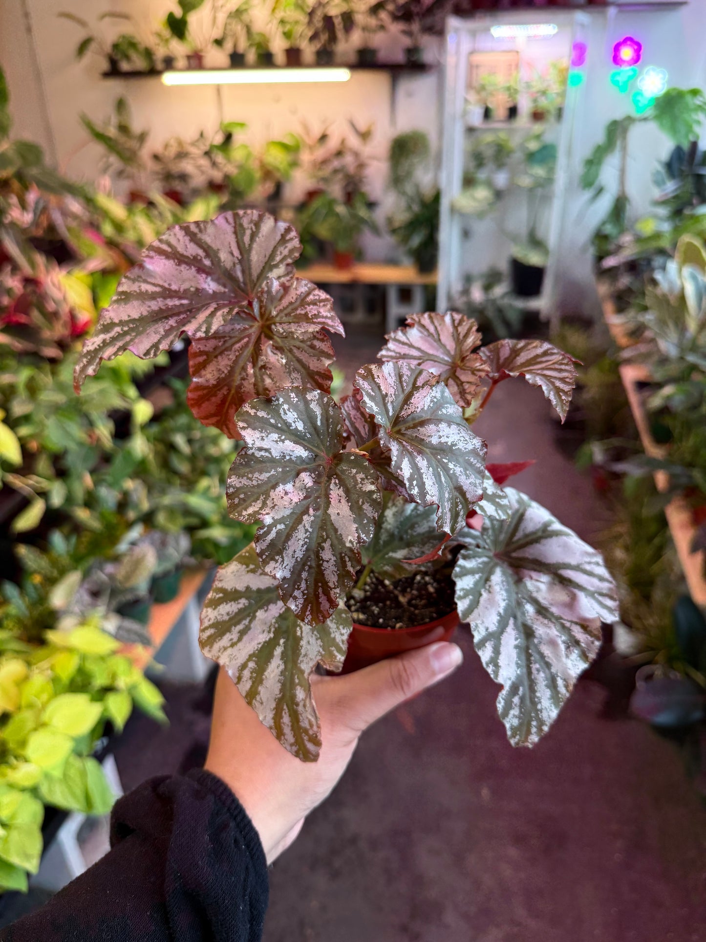 Begonia ‘Rex’