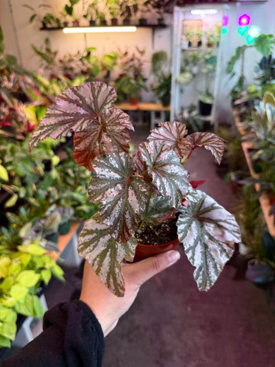 Begonia ‘Rex’