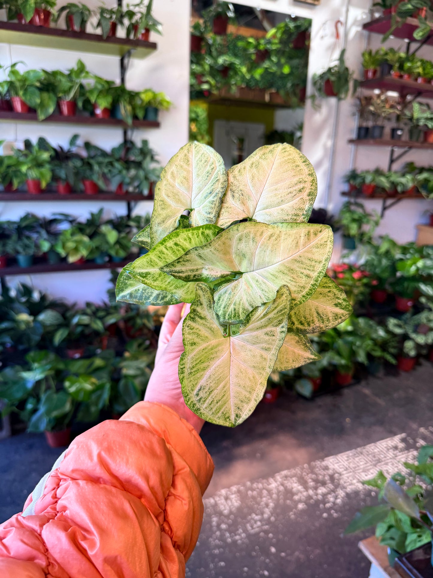 Syngonium 'White Butterfly'