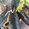 Alocasia 'Scalprum’