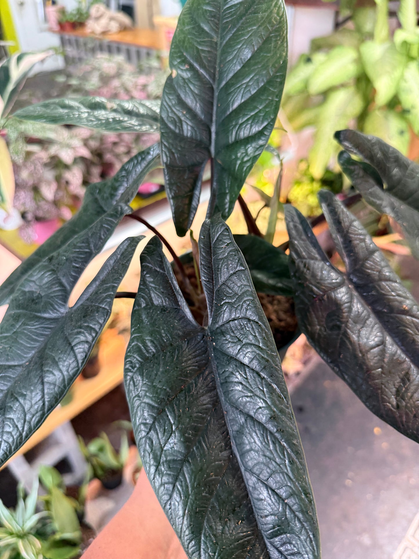 Alocasia 'Scalprum’