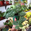 Pothos 'Satin'