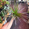 Dracaena ‘Marginata Cane’