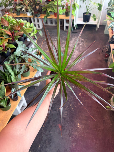 Dracaena ‘Marginata Cane’