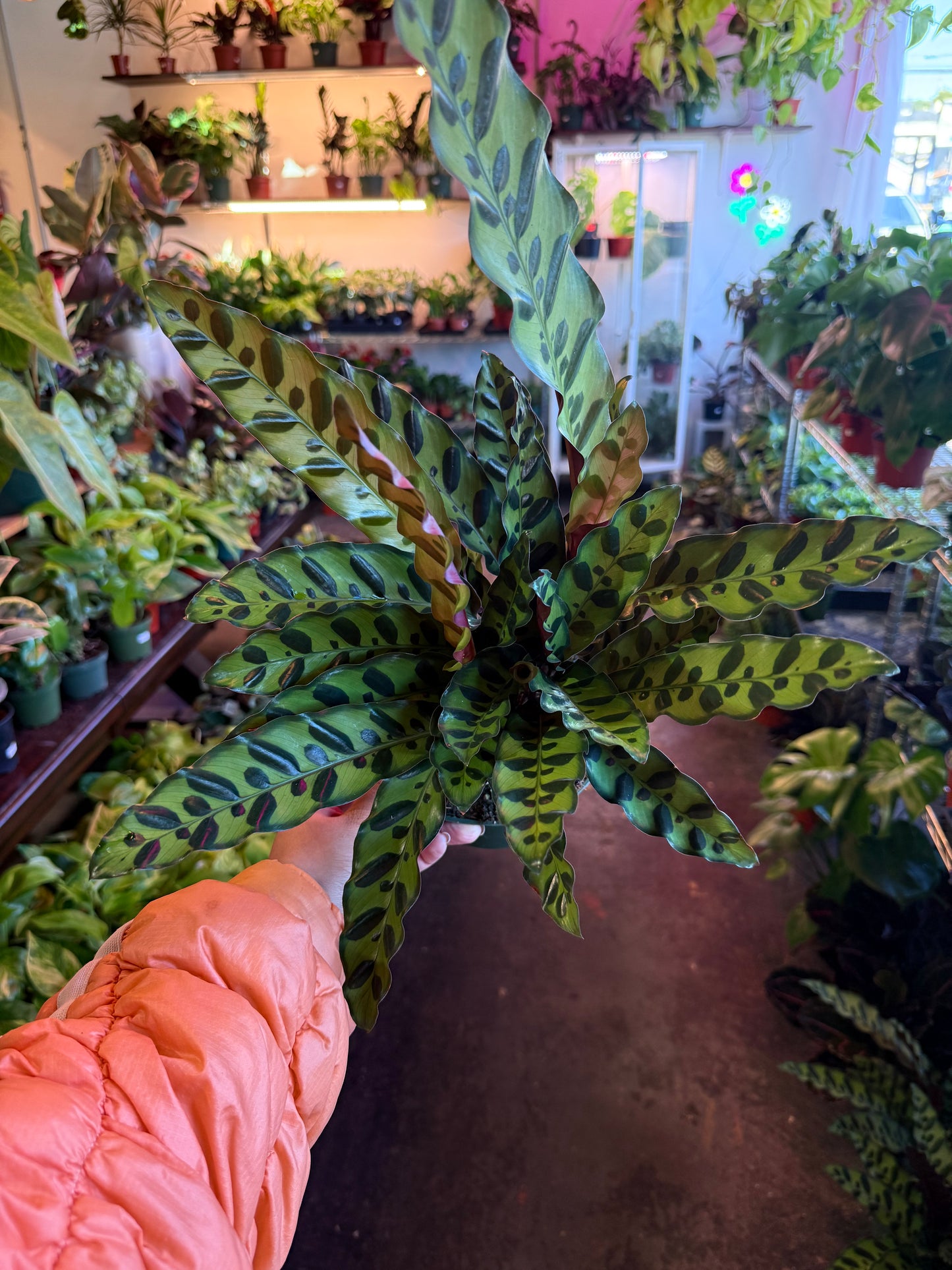 Calathea Lancifolia 'Rattlesnake'