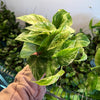 Pothos 'Marble Queen'