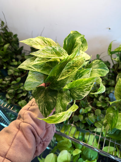 Pothos 'Marble Queen'