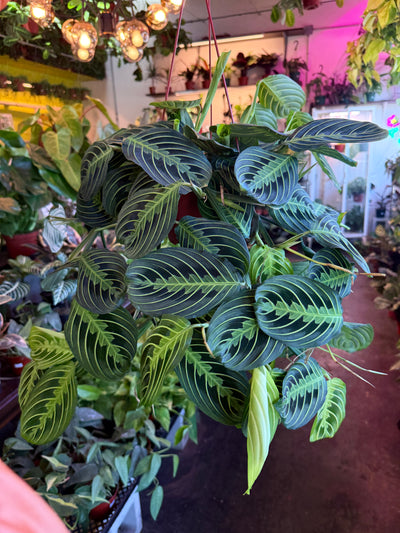 Maranta Lemon Lime