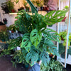 Monstera 'Adansonii'